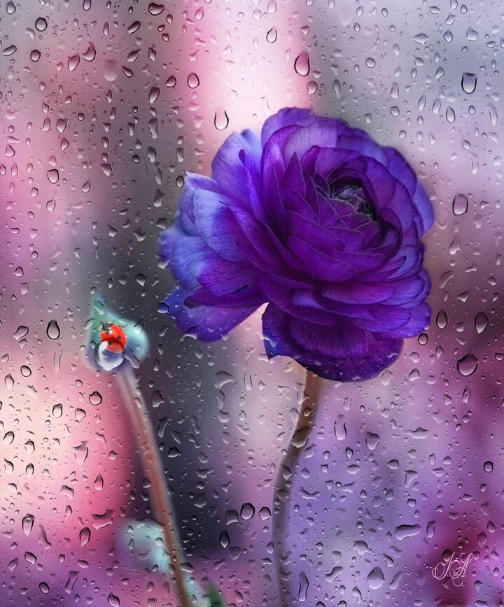 Flower and rain.