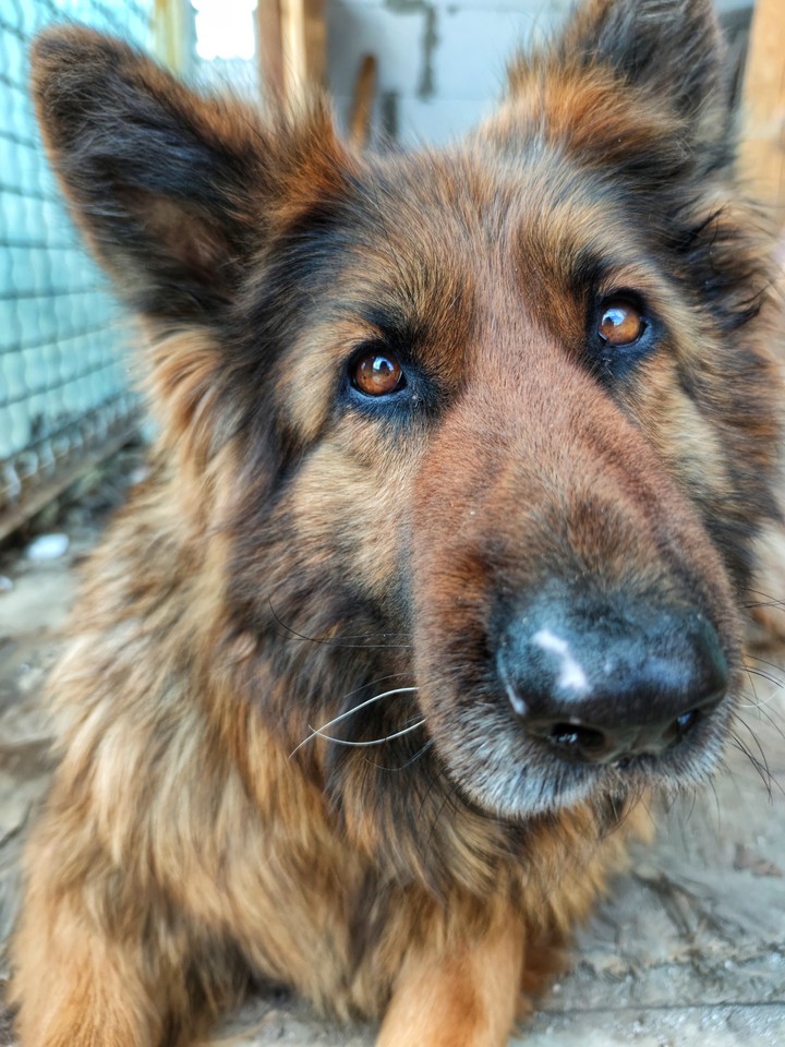 doggo