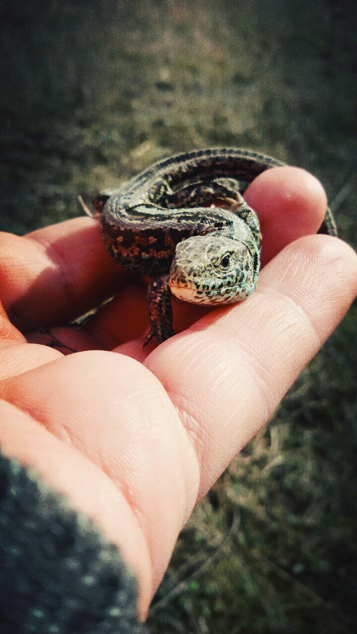 ящерка