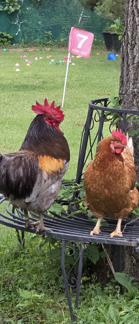 beak, Rooster वॉलपेपर