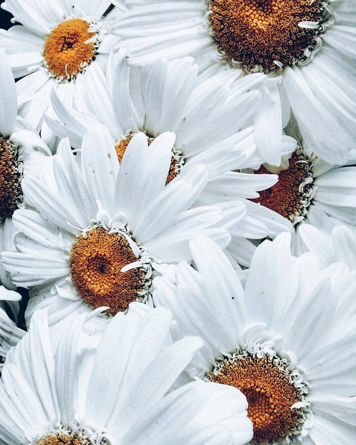 Purity