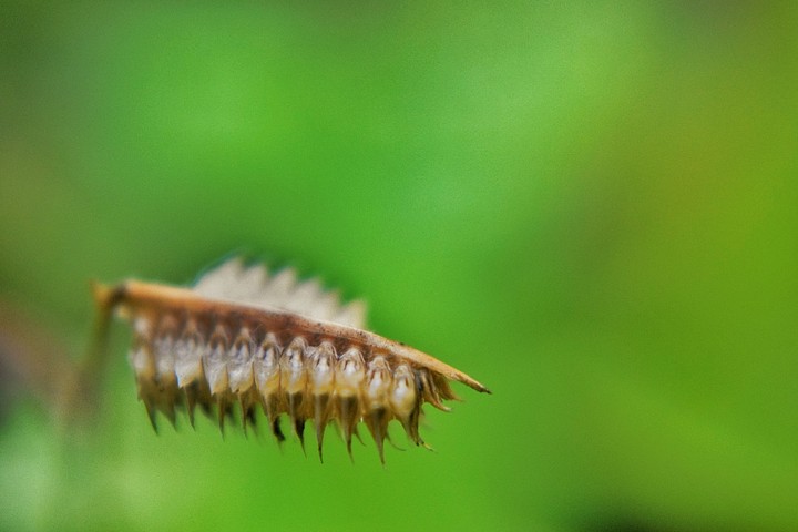 An insect