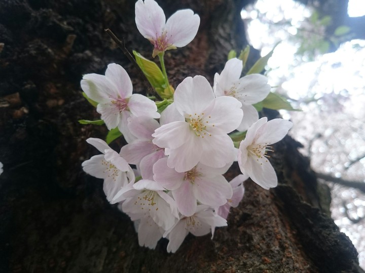 Sakura