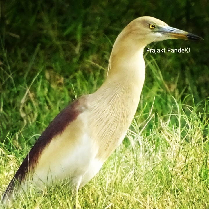 bird pic