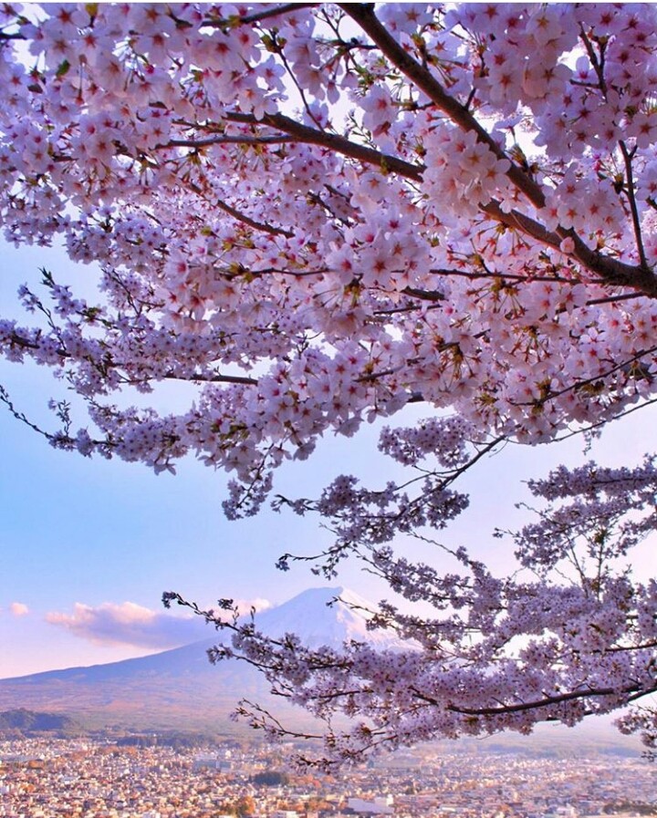 blossom