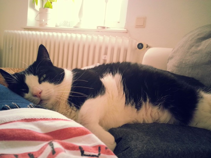 Sweet cat