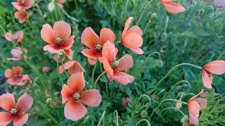 wild poppy