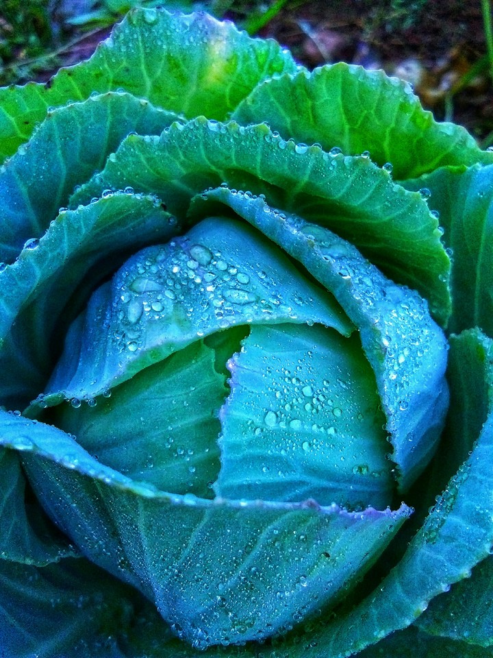 Cabbage