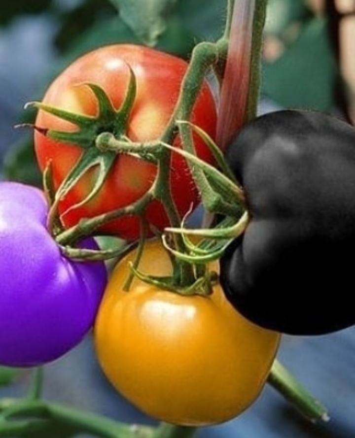 colors