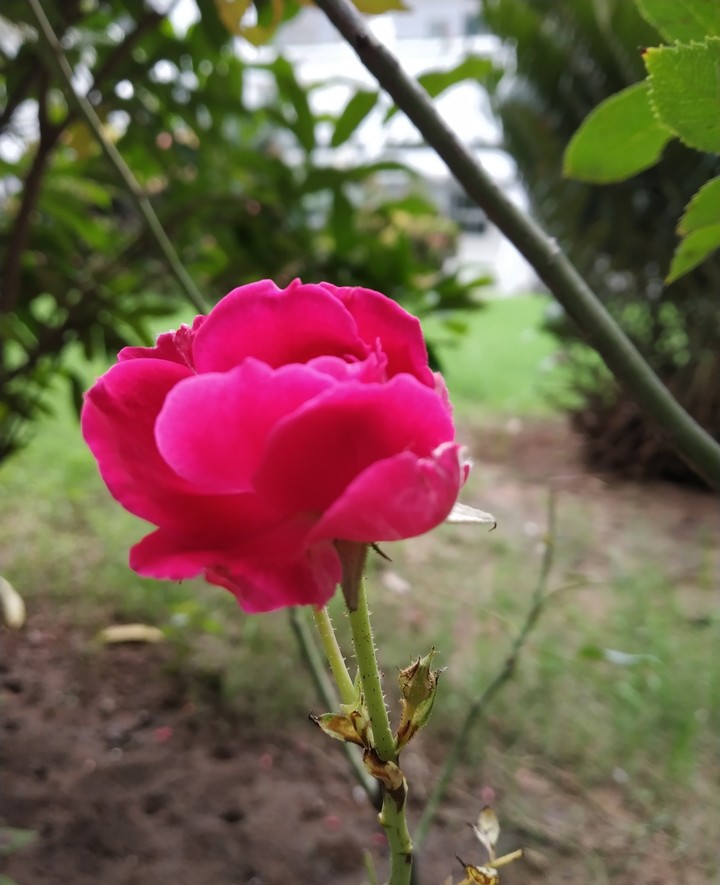 Rose