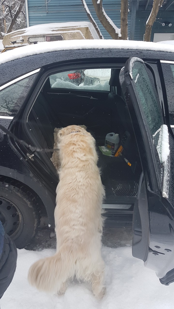 Oliver gets in the car on his own
