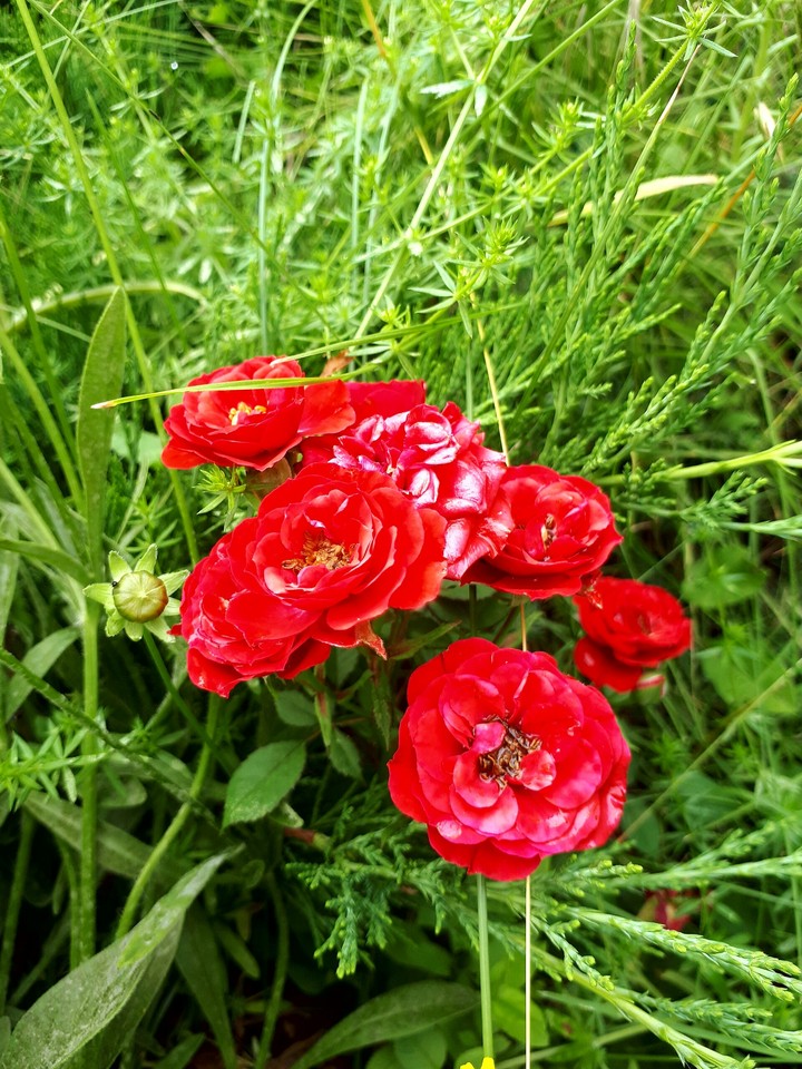 summer flowers