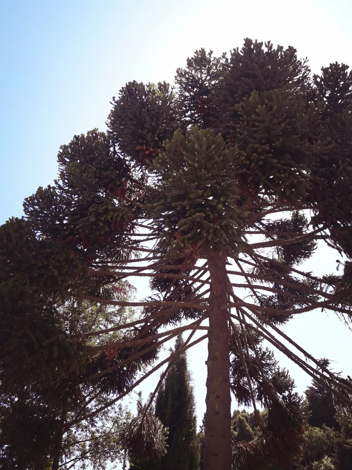 Araucaria