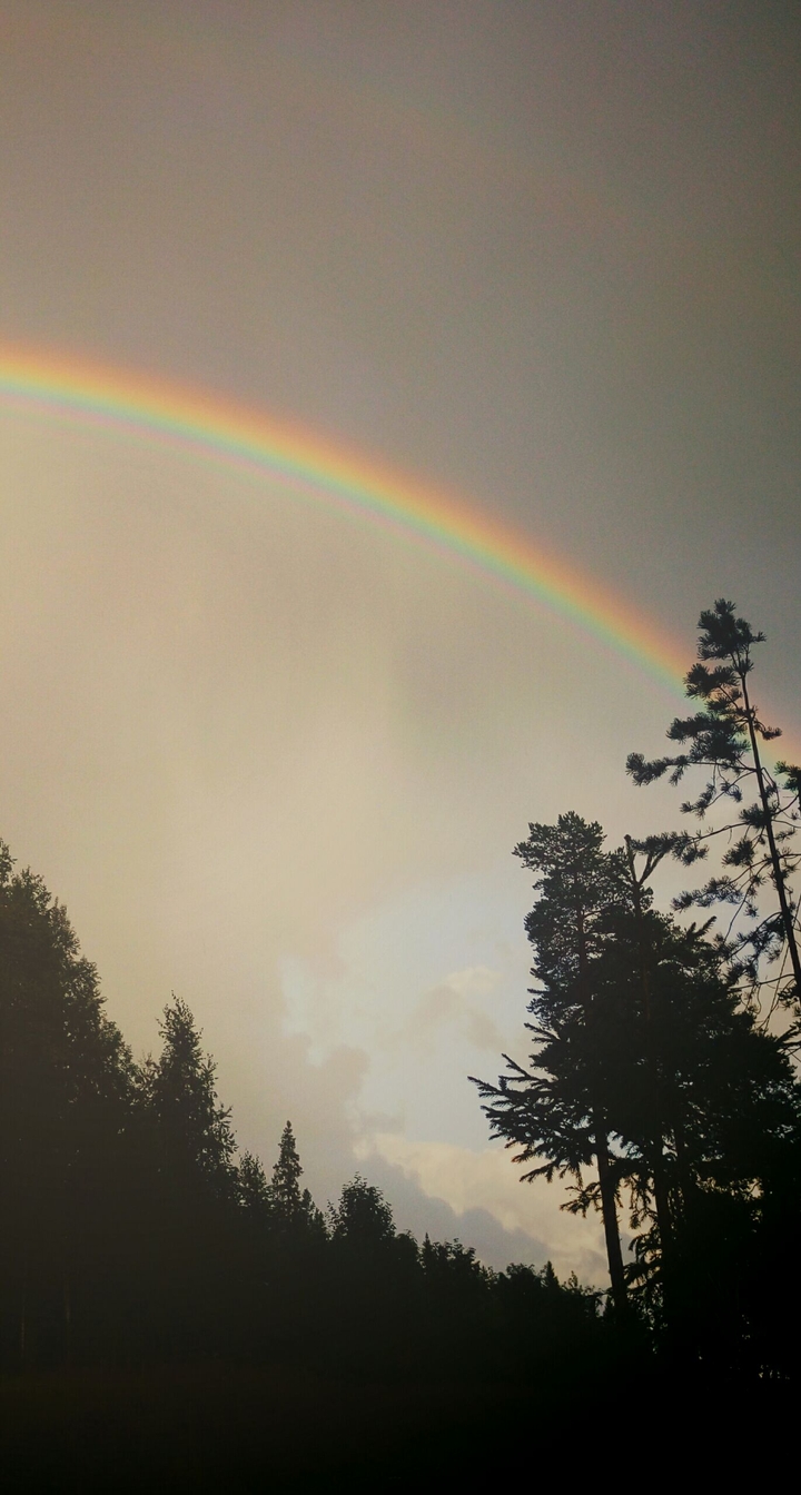 rainbow and forest