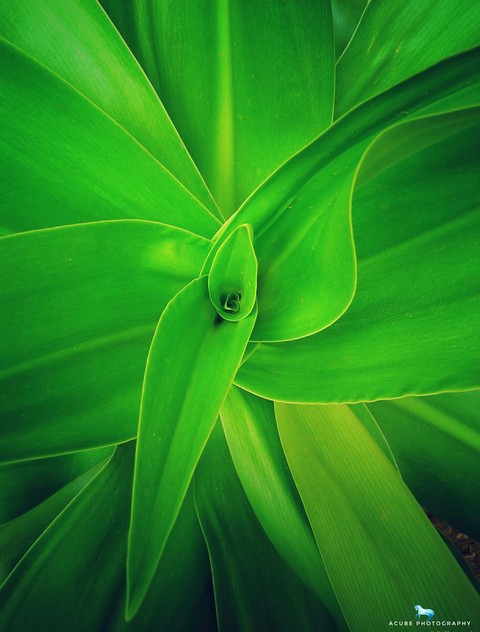 Green Leaf