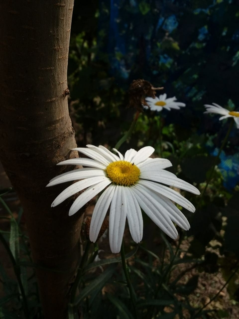 wildflower, petal壁紙
