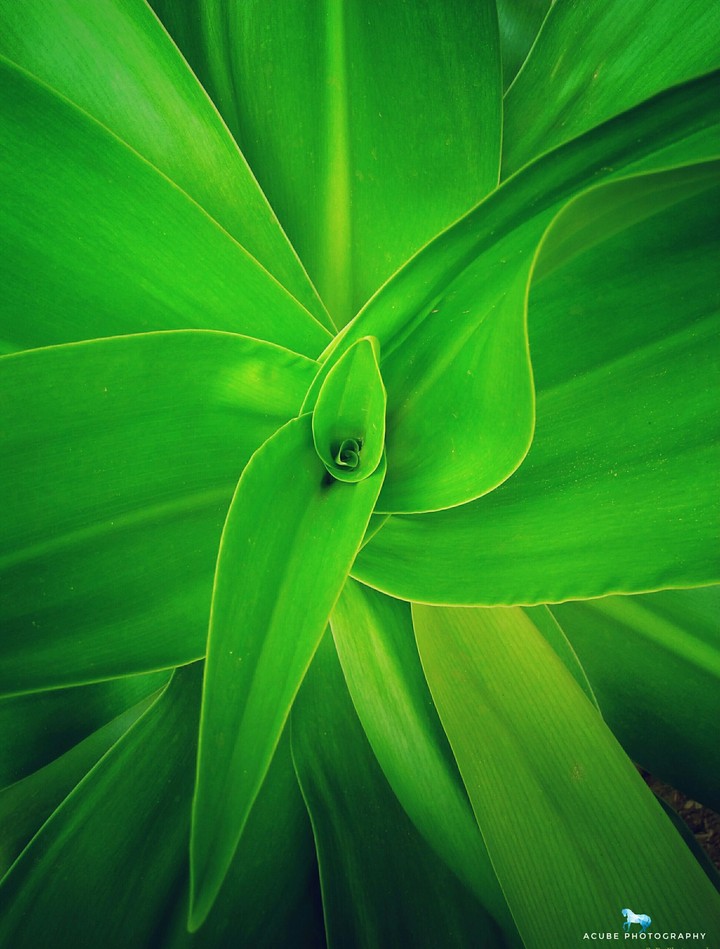 Green Leaf