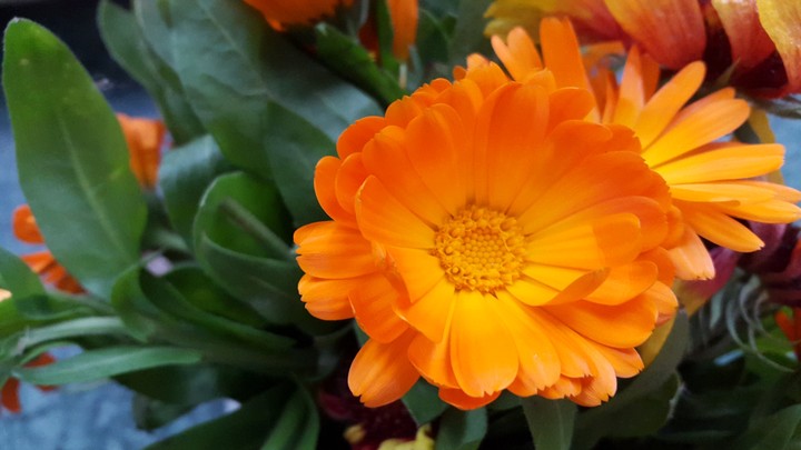 gourgeous flower