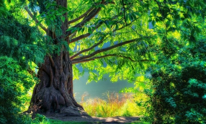 Beautiful Tree !!!
