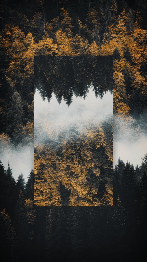 conifers, fir桌布