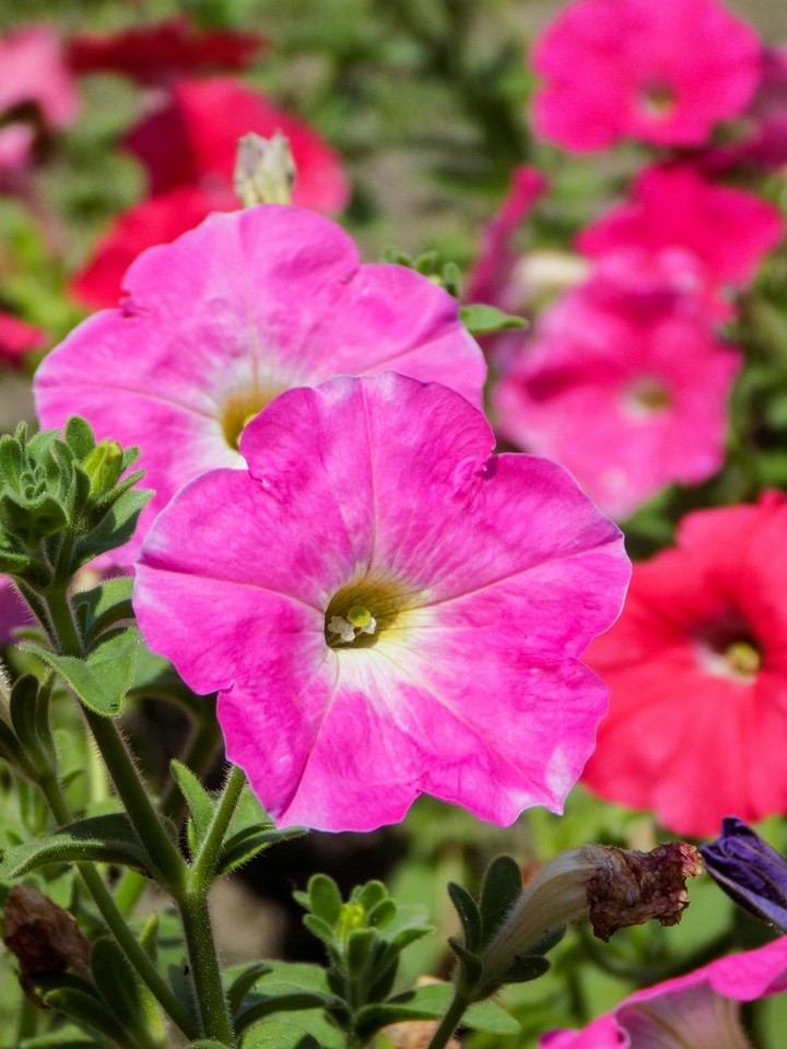 Garden flowers