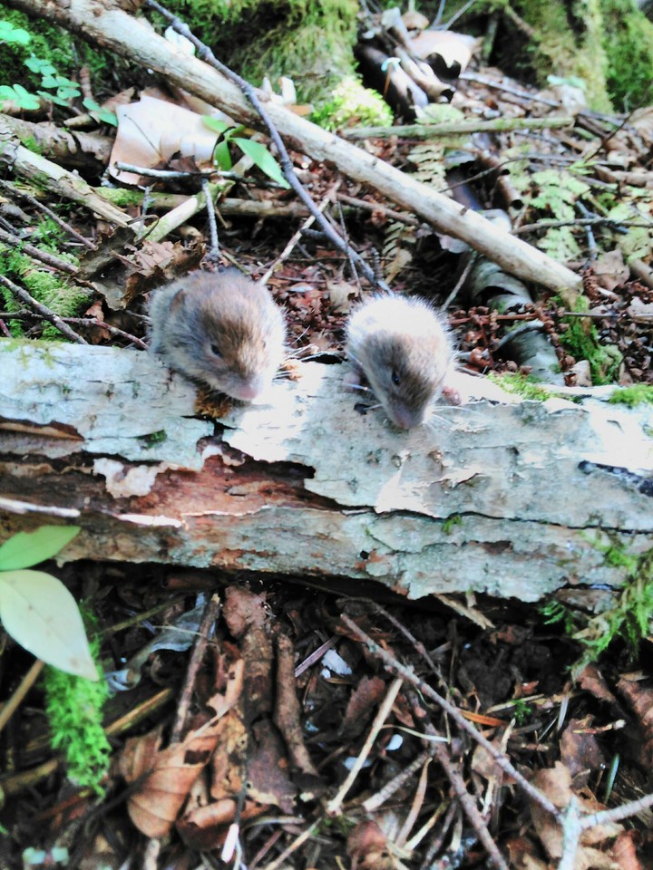Mouses are chilling