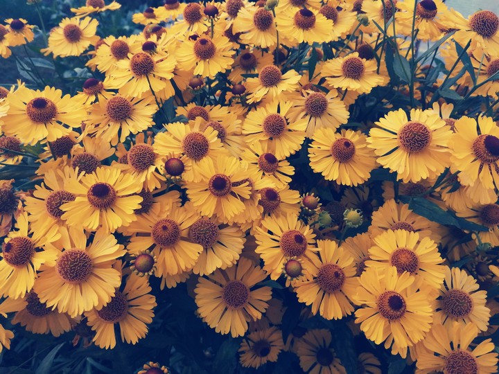Yellow flowers ☀