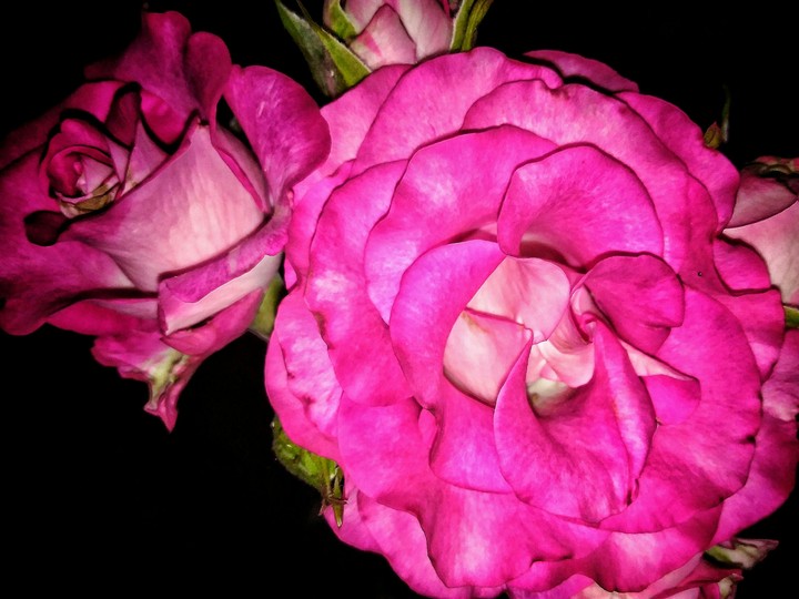 pink flowers