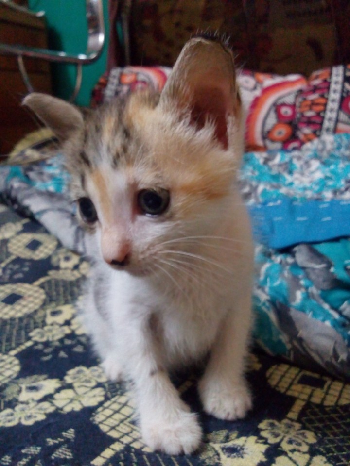 zene... my fav pet