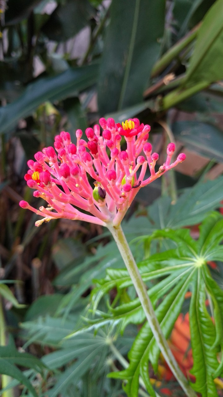 flor-jatrofa