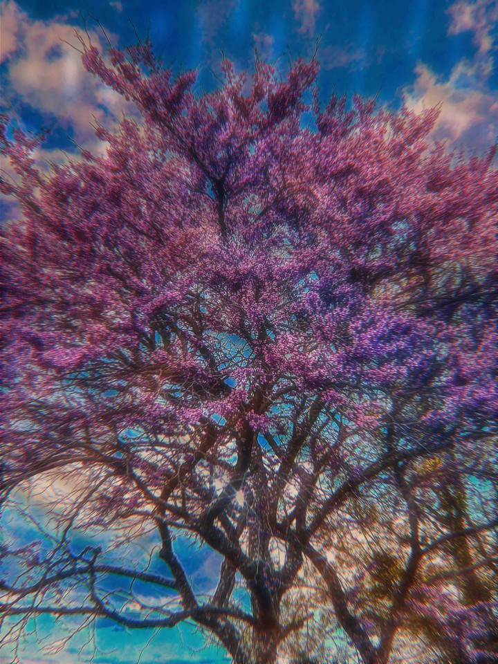 pink dream haze
