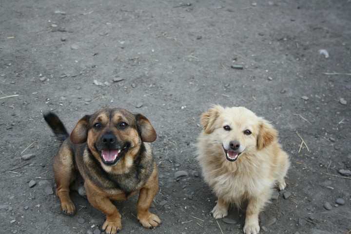 My dogs