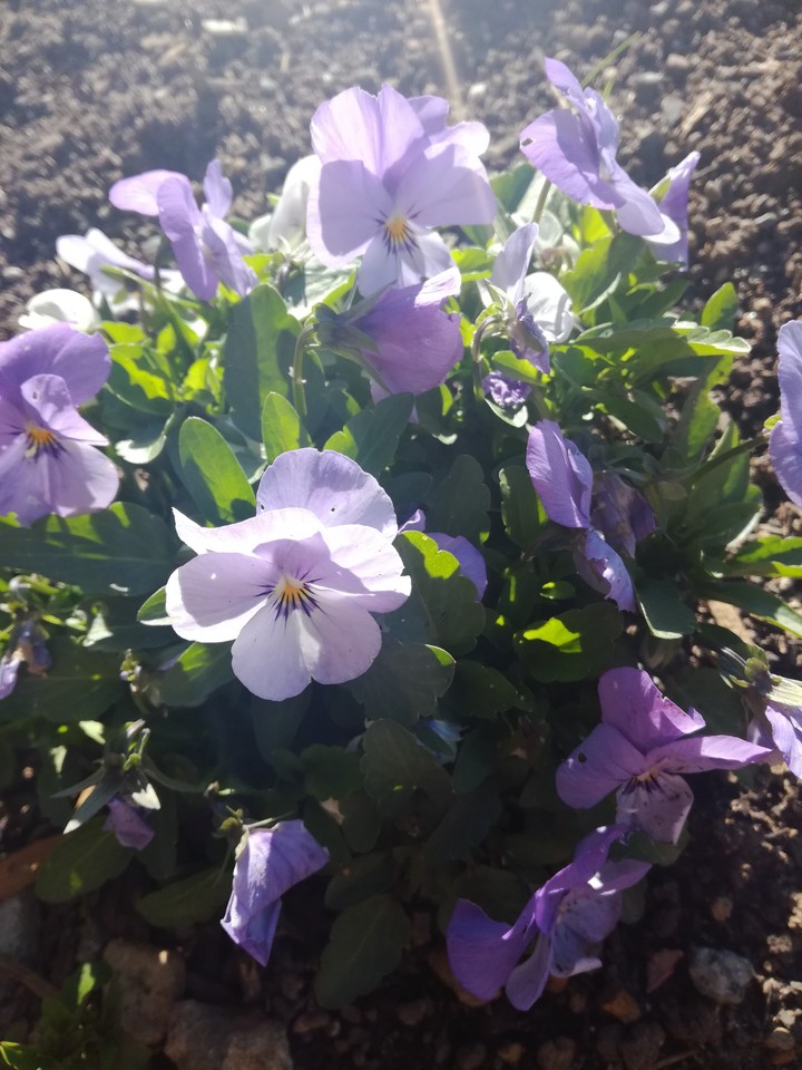 Purple Beauty