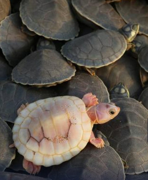 tapety reptile, geoemydidae