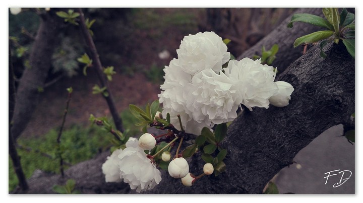 flower