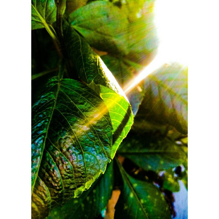 ||| •Sunrise Leaves• |||