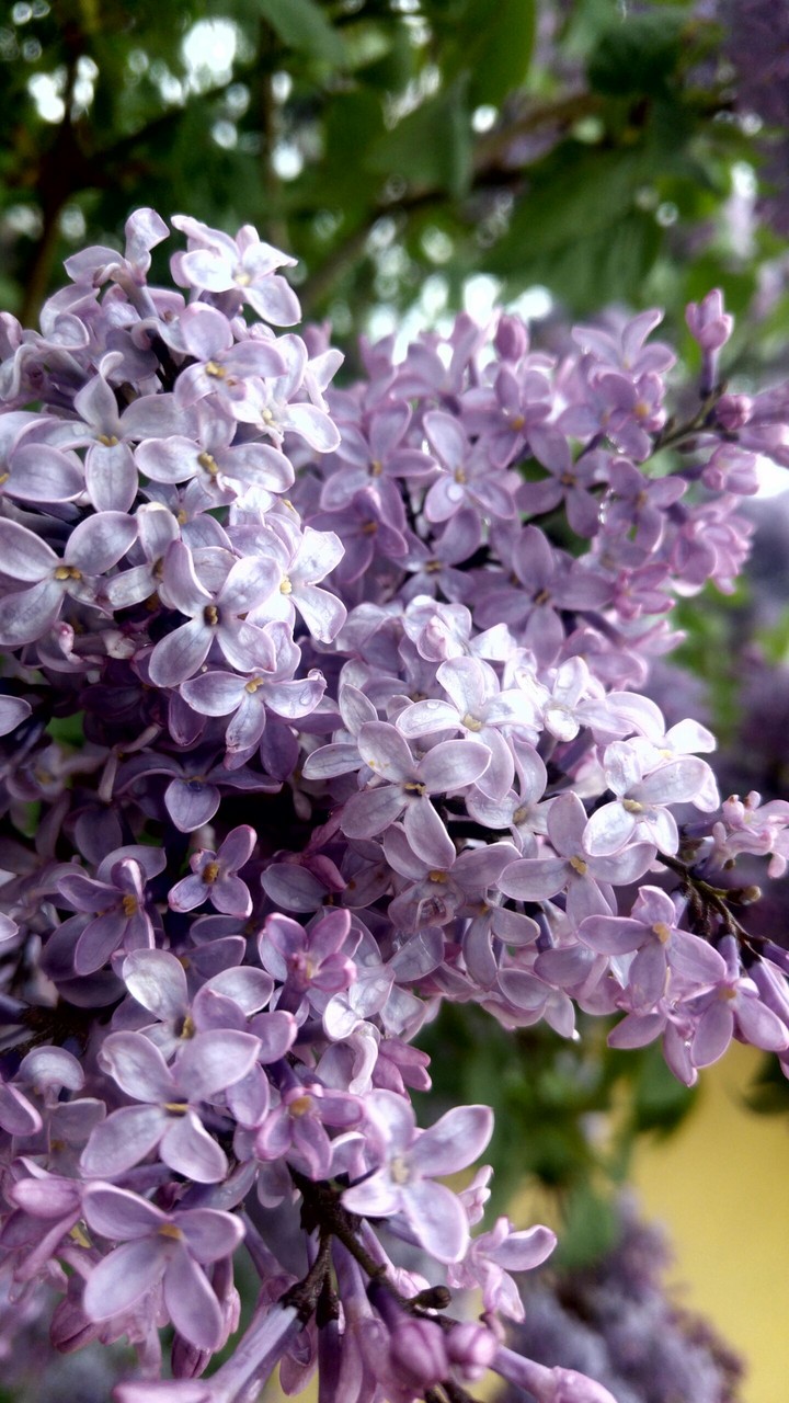 purple flower