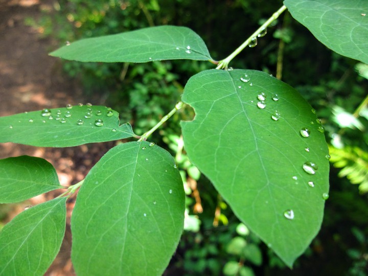 morning leaves and dewdrops