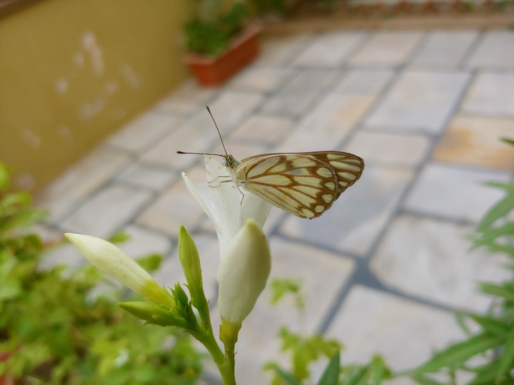 buttery fly