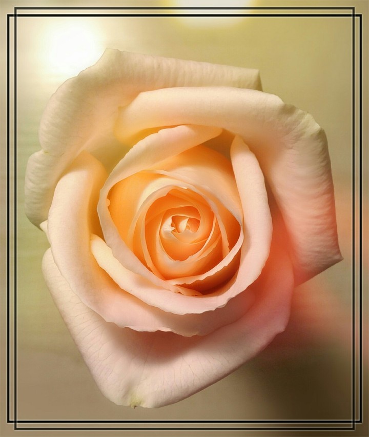 My Rose