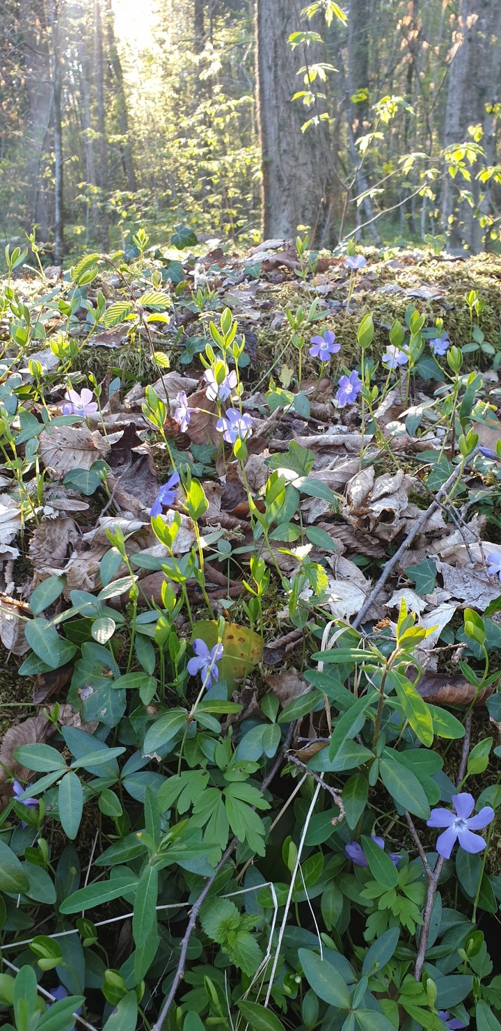 Frühlingswald