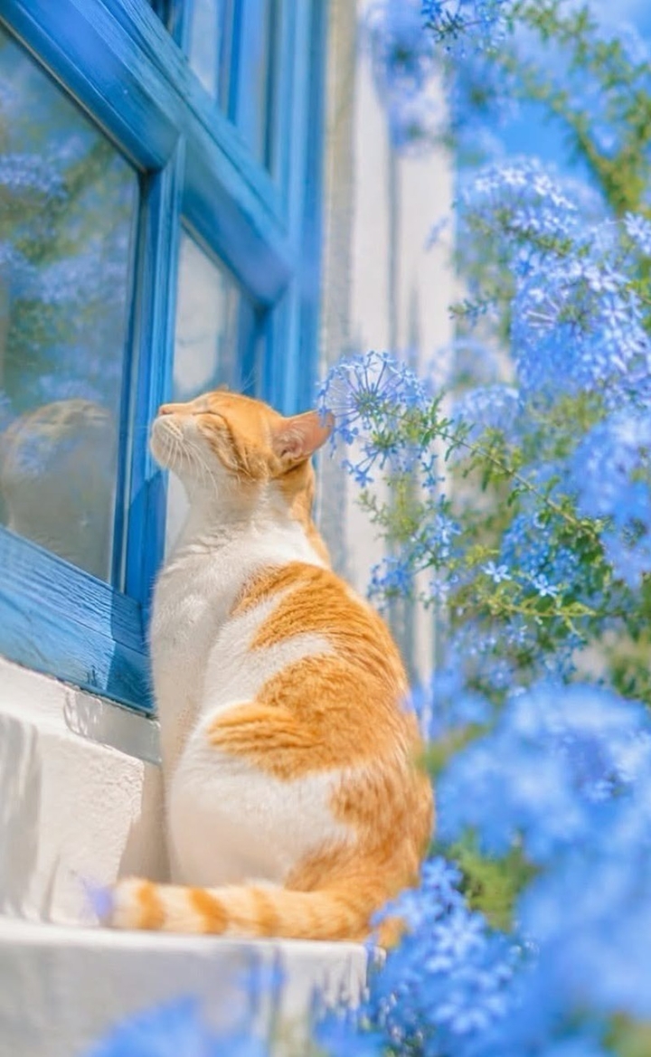 fondos de pantalla fur, Tail