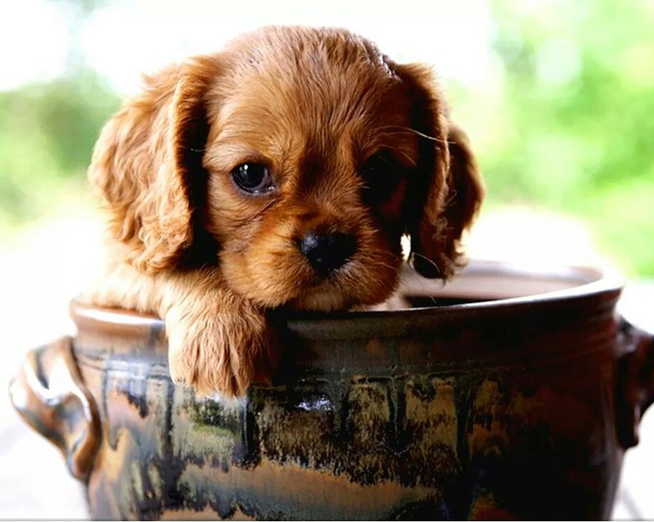 puppy