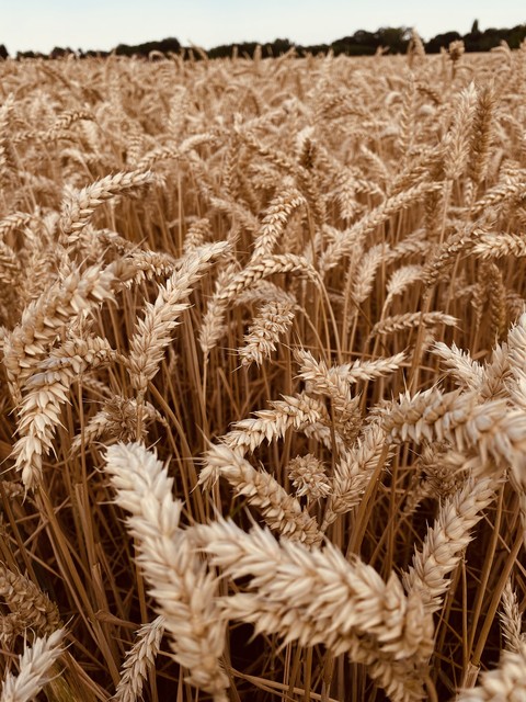 רקעים gluten, Ingredient