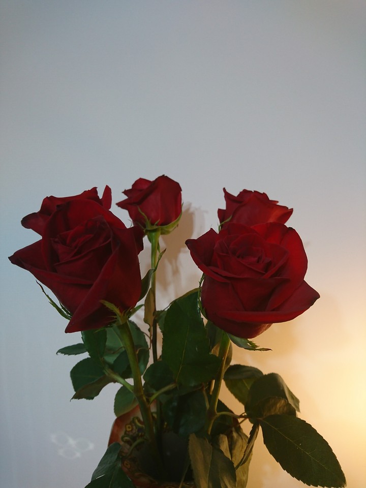 roses