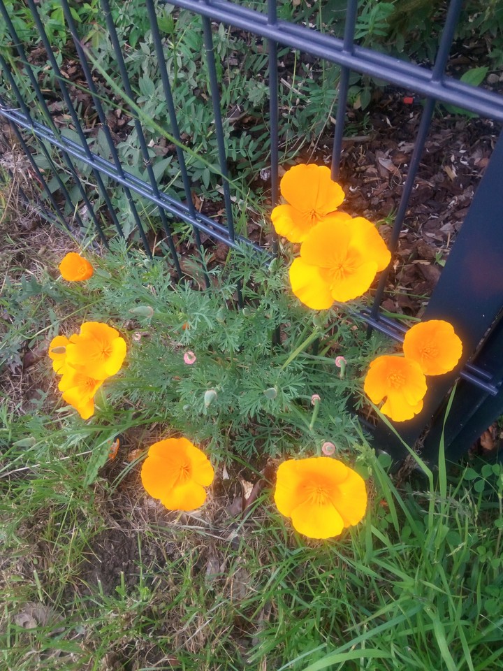 Frühling, Blumen