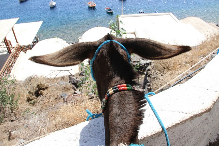 donkey