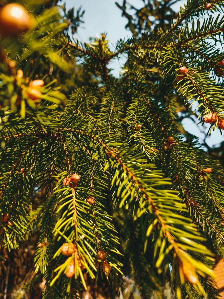 summer fir