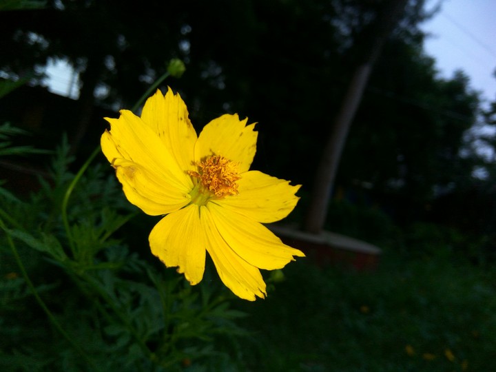 flower