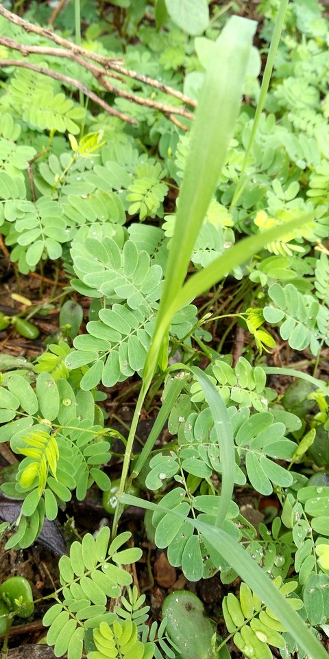 evergreen grass